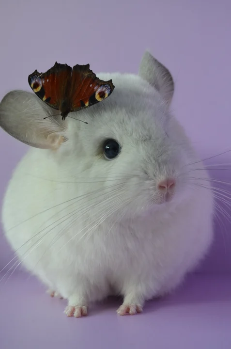 Эльза